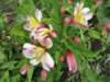 Alstroemeria or Peruvian Lily